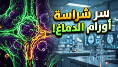 كيف تتكيف الخلايا السرطانية مع البيئة اللزجة في الدماغ وتصبح أكثر شراسة