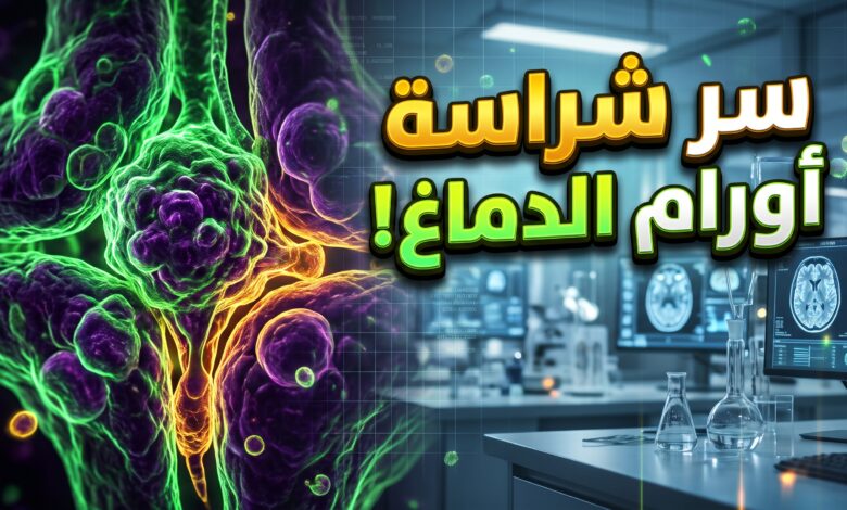 كيف تتكيف الخلايا السرطانية مع البيئة اللزجة في الدماغ وتصبح أكثر شراسة